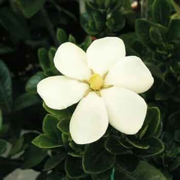 クチナシ　幹太 Amazon.co.jp: クチナシ：マルバクチナシ5号ポット[春と秋の二季咲き